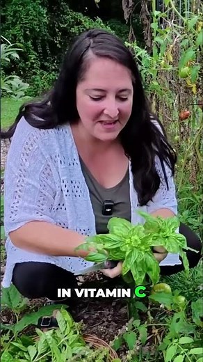 Lemon Basil Benefits 🌿 High Vitamin C + Immune Boost #herbsthatheal #garden