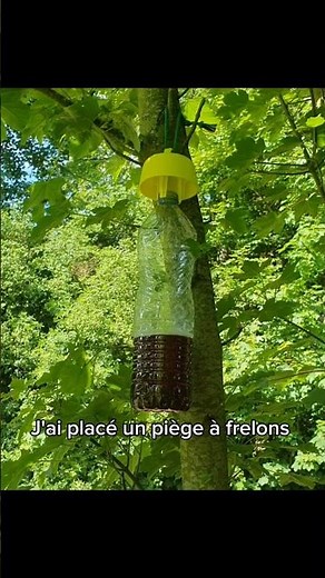 Comment faire un piège à frelons ? #shorts #frelons #frelonsasiatiques #nature