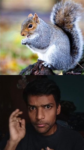 Careful with squirrels | Srini stories