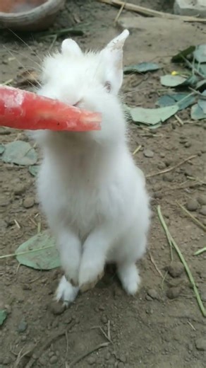 A little cute baby rabbit eating #rabbit #bunny #short#shortvideo