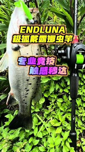 本期:极狐戴露娜虫竿。 全系标配全套富士Fuji SIC导环和蓝科T1100 M40X高等级碳布，是一款高配置，轻量化精细作钓、高感知的专业竞技路亚虫竿。主打极致触底感、咬口秒感知，江河，黑坑，野钓鲈鳜都能轻松胜任。#极狐路亚 #极狐戴露娜 #德米克银翎水滴轮 #路亚海鲈 #路亚才是抖音顶流运动