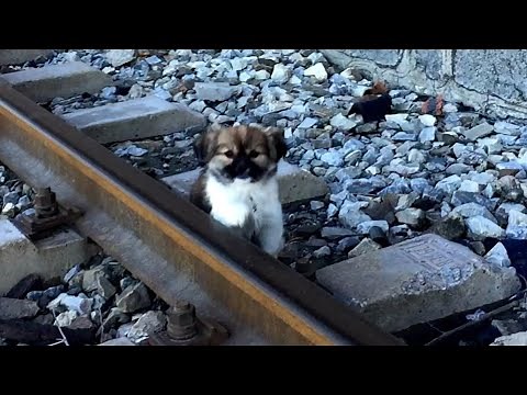 Rescue homeless puppy in a rail yard where stray dogs gather