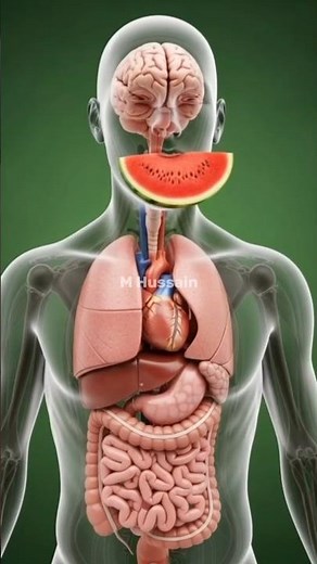 “Watermelon | 3D Medical Visualization – Benefits & Side Effects”