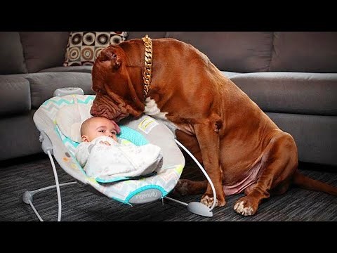 Dogs Protect, Take Care and Play with Babies | Funny Videos | Funny Animal Videos