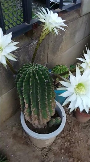 2026•6•4•♬お隣の多肉植物サボテン🌵白い綺麗な花💓撮影6/1早朝5:35撮影📲小さな赤い蕾も楽しみ👍🥰