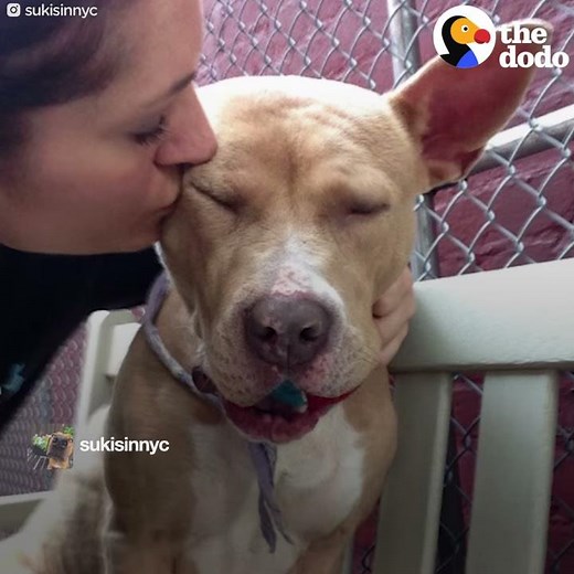 Pit Bull LOVES Her Foster Puppies | The Dodo