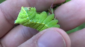 5.5K views · 105 reactions | SQUEAKING CATERPILLAR! It screams when it's poked. CRAZY! No the caterpillars are not harmed; I take care of them and they turned into healthy moths :) I FILMED their life cycle on YouTube! Link: https://www.youtube.com/watch?v=w6Y6itiPjIE | Moth of the day | Facebook