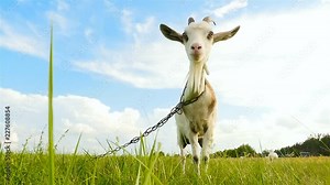 Goat stands on the grass. The camera moves around the animal. Beautiful blue sky. Slow motion