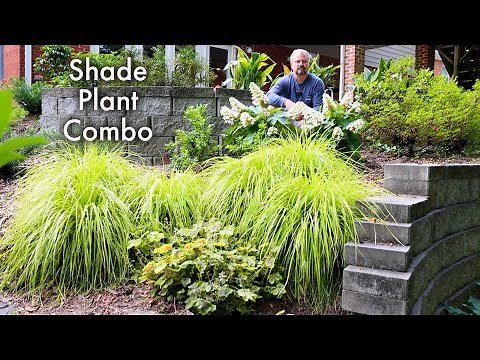 Great Shade Plant Combination for the Garden - Texture, Color, and Contrast