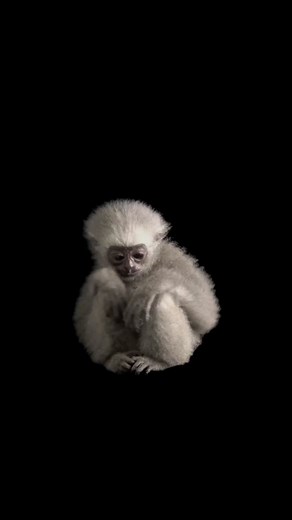 The silvery gibbon has our whole heart 🥹 #NatGeoTikTok #PhotoArk 🎥 @Joel Sartore