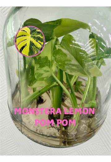 📢Monstera Lemon Pom Pom Tissue Culture Ready to Ship! Fresh from our lab! 🌱 High-quality Monstera Lemon Pom Pom are now available. \t•\tLab-propagated ✅ \t•\tPest-free & virus-free 🌿 \t•\tStrong root development 🧪 \t•\tPhytosanitary certificate(free for USA、EU、Japan、Thailand)📄 Perfect for nurseries, wholesalers, and collectors worldwide. We pack with care to ensure safe delivery! 📦✈️