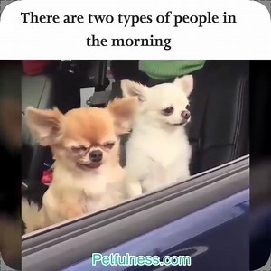 funny dogs Source: https://imgur.com/gallery/dGbJrwX | Funny Dog Pictures And Videos