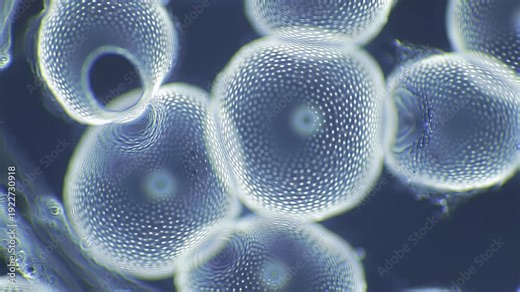Microscopic view of diatoms single-celled algae with intricate silica shells showcasing their unique beauty and biological complexity in a scientific research setting