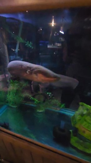 15K views · 288 reactions | 3.5ft electric eel #eel #fish #aquarium #reels | Ohio Fish Rescue | Facebook