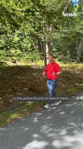 A tree disease could affect the look of our fall foliage in the years to come. Storm Team 5 meteorologist A.J. Burnett shows you what to look for on the leaves. Foliage tracker: https://www.wcvb.com/article/new-england-foliage-tracker-2025/65993158 #NewEngland #NewEnglandFallFoliage #FallFoliage #Foliage #Fall #NewEnglandFallActivities #FoliageTracker #WCVB #Boston #NewEngland #Berkshires #ScenicDrive #FallScenery #Massachusetts | WCVB Channel 5 Boston