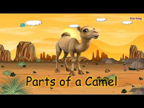Parts of a Camel | Camel Body Parts | Kids learning video - Kids Entry