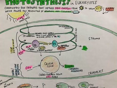 Photosynthesis Sketch Notes for AP Bio - Simple