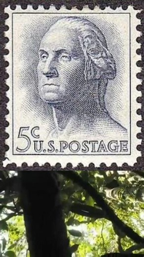 Rare George Washington Stamp Value Today | Could This Stamp Be Worth Thousands?