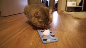 6.8K views · 204 reactions | To all cat lovers out there! Squishy Phone Case Available Here!!! Get Yours Now➡ https://goo.gl/ujPz61 ➡https://goo.gl/KfeFpm ➡https://goo.gl/WCkXyP | Cats&Cats | Facebook