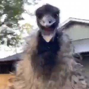 You do not want to cross an emu...😳👀 | UNILAD