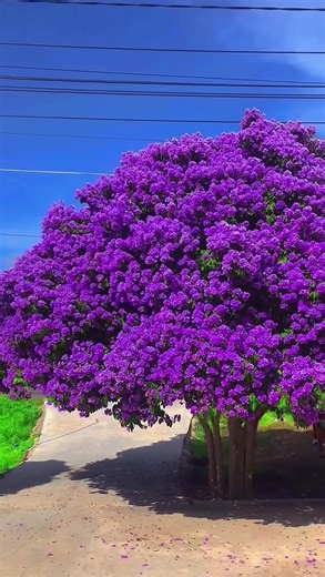 Purple Flower Trees - Gorgeous Nature Beauty