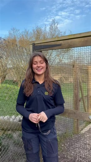 Meet Kitsune: A Female Fox at the British Wildlife Centre