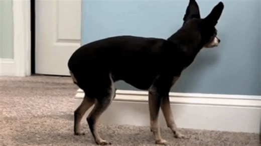 478K views · 24K reactions | Dog with dementia behaves in heartbreaking way We interviewed instagram.com/pipersdad3 for this video produced exclusively by GeoBeats. | GeoBeats Animals | Facebook