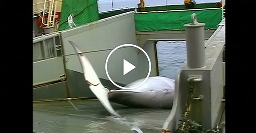 Japan resumes whale hunts in the name of science