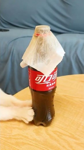 can you tell me what to do when a coke explodes?#cute #dog #funny #doglover #funnymoments