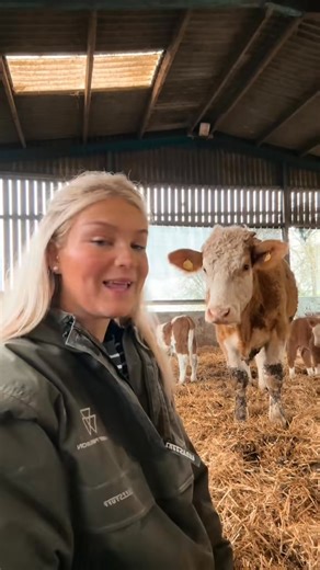 Look round our replacement heifer unit with me 🐮✨ #cows #heifer #calving #simmental #babies #spring | Harriet cowan
