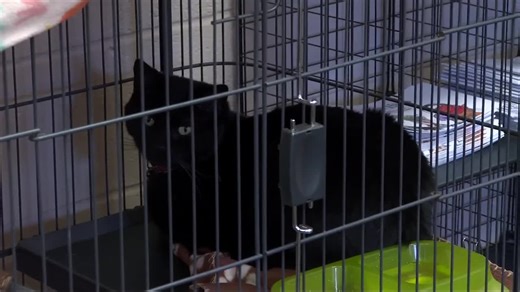 Local pet food pantries brace for increased demand amid SNAP uncertainty, colder weather