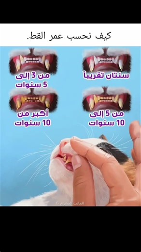 للمزيد تابعني