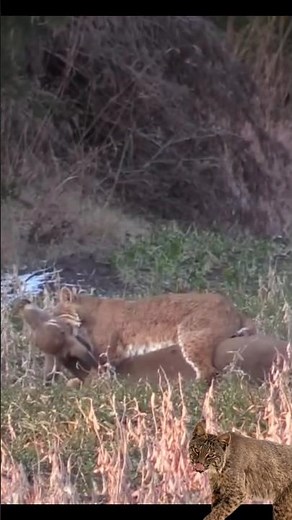 Bobcat attack deer