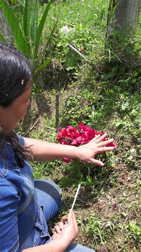 Como Cultivar esquejes de bugambilia con los mejores cuidados jardineros