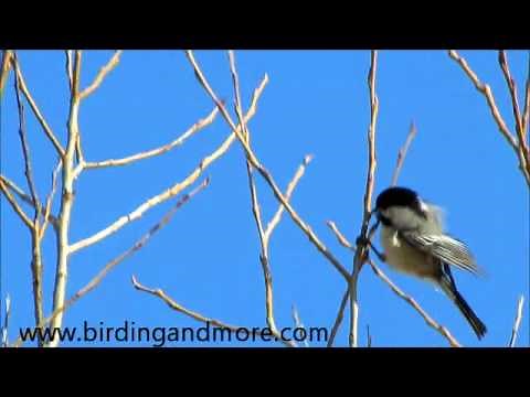 The two-note call of the male Black-capped Chickadee