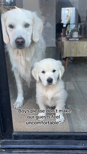 Archie the Golden Retriever's Fun Adventures