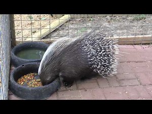 African Crested Porcupine アフリカトキヤマアラシ