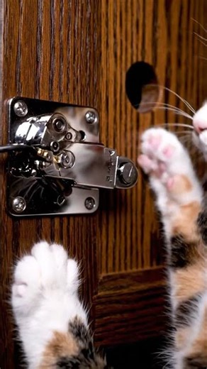 Day 126 Electric Bolt Lock Seals Mouse Hole With Industrial Precision