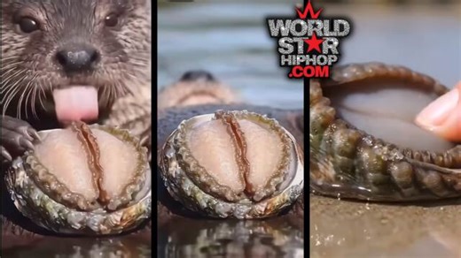 They're Calling Him The ‘Freaky Otter’ After He Got Caught On Camera Going To Town On His Lunch
