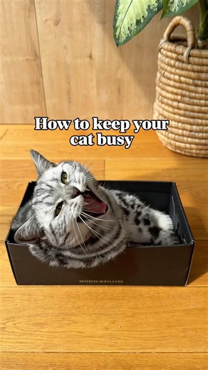 Part 45 of cat enrichment ideas🙀 Follow for more 🐈‍⬛ #cats #diy #enrichment #cattoys #cat