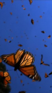 Butterflies: Stunning footage of colorful insects under threat