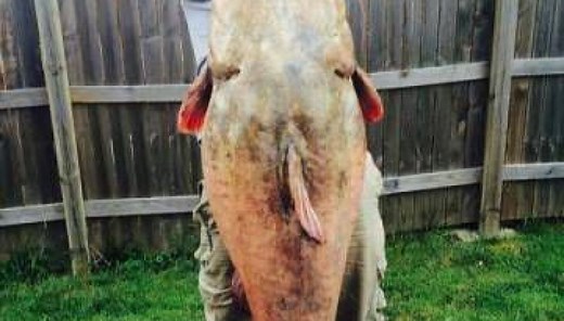 Illinois-record flathead: How & why of really big catfish