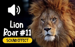 狮子 #11 吼叫 叫声 动物 音效 (HQ)
