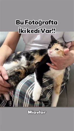 Who saw it in under 3 seconds??? 👇 #cat #turkishcat #cat