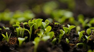 With spring upon us, we are looking forward to seeing the first signs of new life! Have you seen any glimpses of spring yet? #spring #newlife #ilovegardening | Squire's Garden Centres