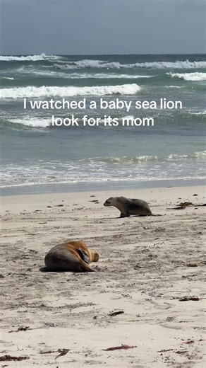 Happy ending for baby sea lion and mom on Kangaroo Island in South Australia today. One of the most incredible, beautiful wild animal moments I’ve ever witnessed. Nature can be so harsh, but it can also be so beautiful. #kangarooisland #australia #southaustralia #travel #animals