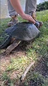 Friendly snapping turtle