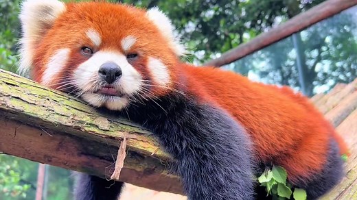 littlepanda6487 on TikTok