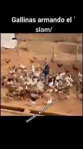 Mosh de pollos 🔥 | Otra Página De Rolitas Y Memes