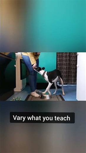 Whippet Puppy Training